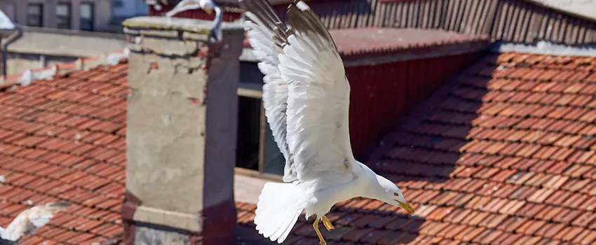 Residential Chimney Animal Removal Solution in Lawrenceville, GA